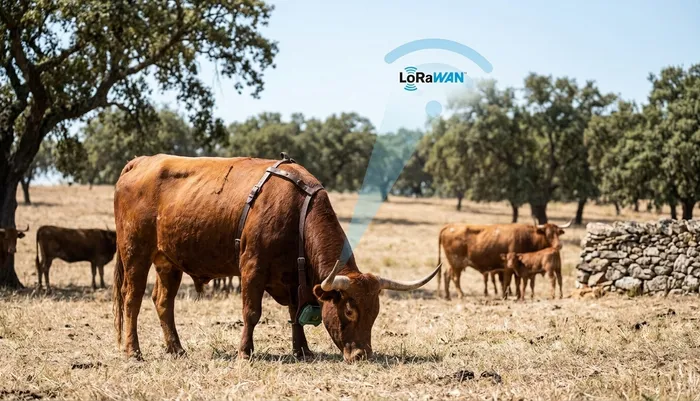 Concepción ilustrativa del dispositivo de pecho montado en un toro en pastoreo extensivo, en un paisaje de dehesa, con la señal LoRaWAN representada gráficamente.